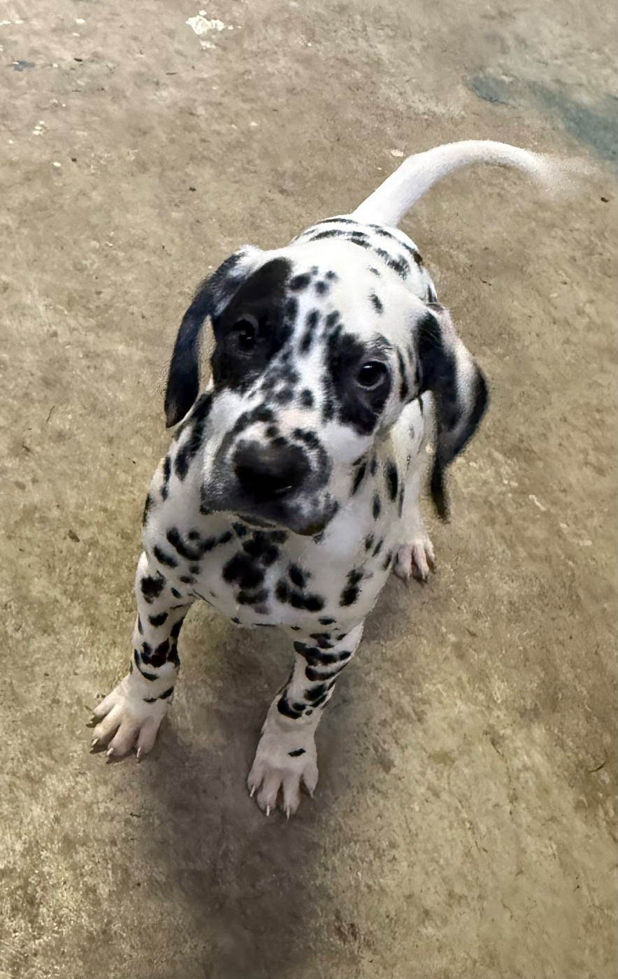 Valma's Signature - Chiots disponibles - Dalmatien