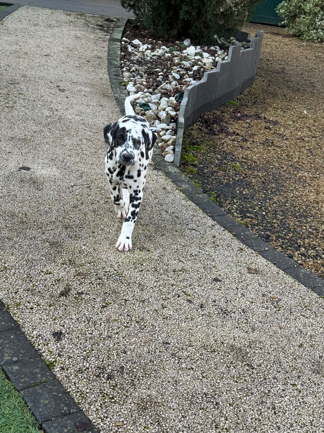 Valma's Signature - Chiots disponibles - Dalmatien