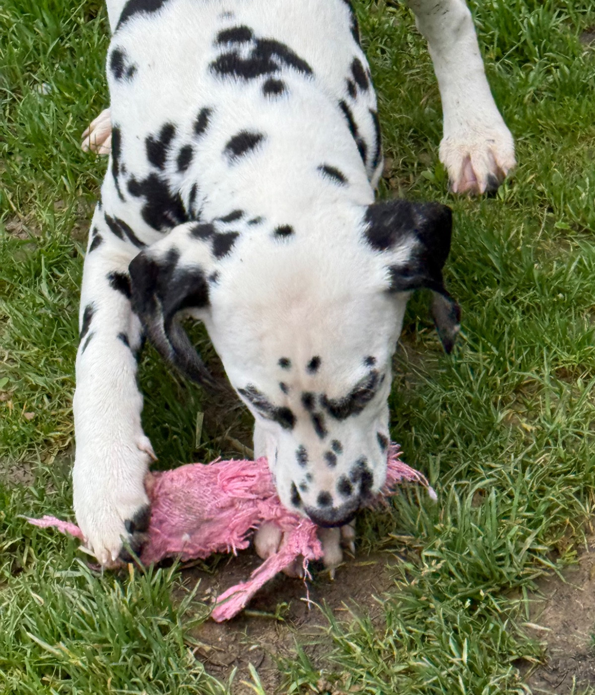 Valma's Signature - Chiots disponibles - Dalmatien