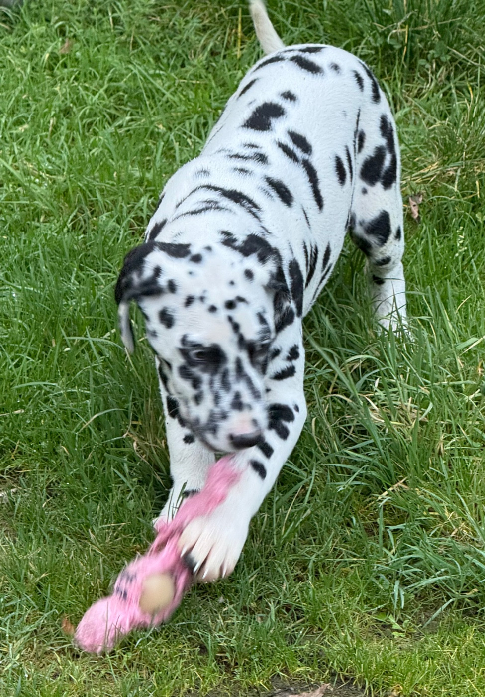 Valma's Signature - Chiots disponibles - Dalmatien