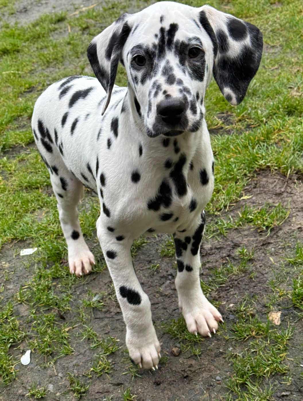 Valma's Signature - Chiots disponibles - Dalmatien