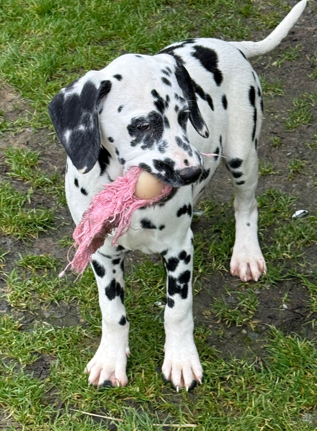 Valma's Signature - Chiots disponibles - Dalmatien