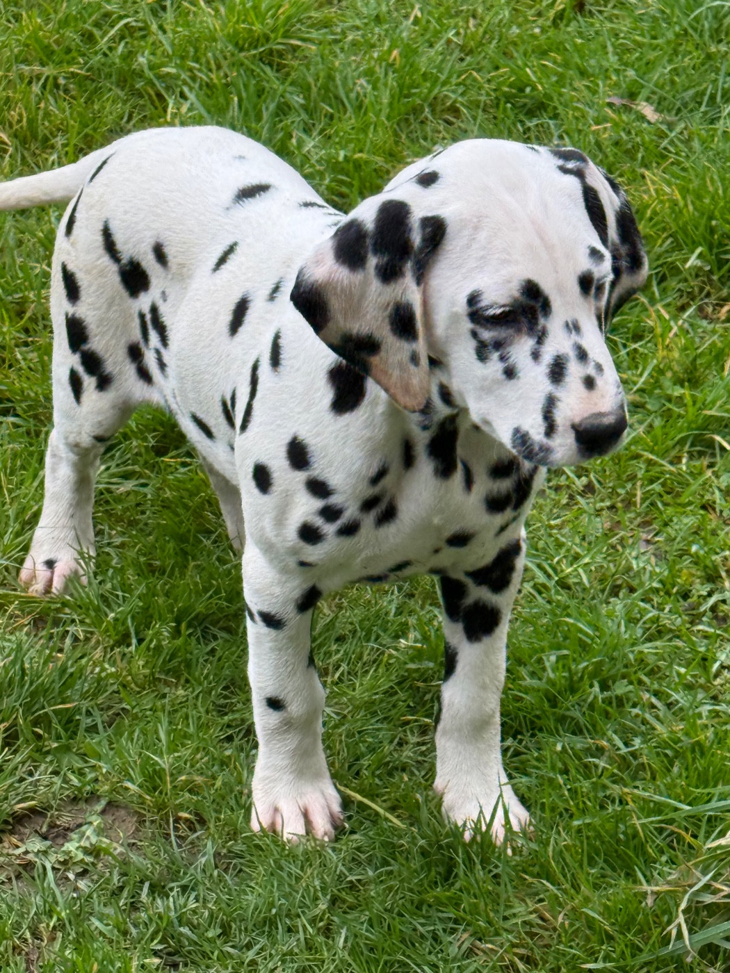 Valma's Signature - Chiots disponibles - Dalmatien