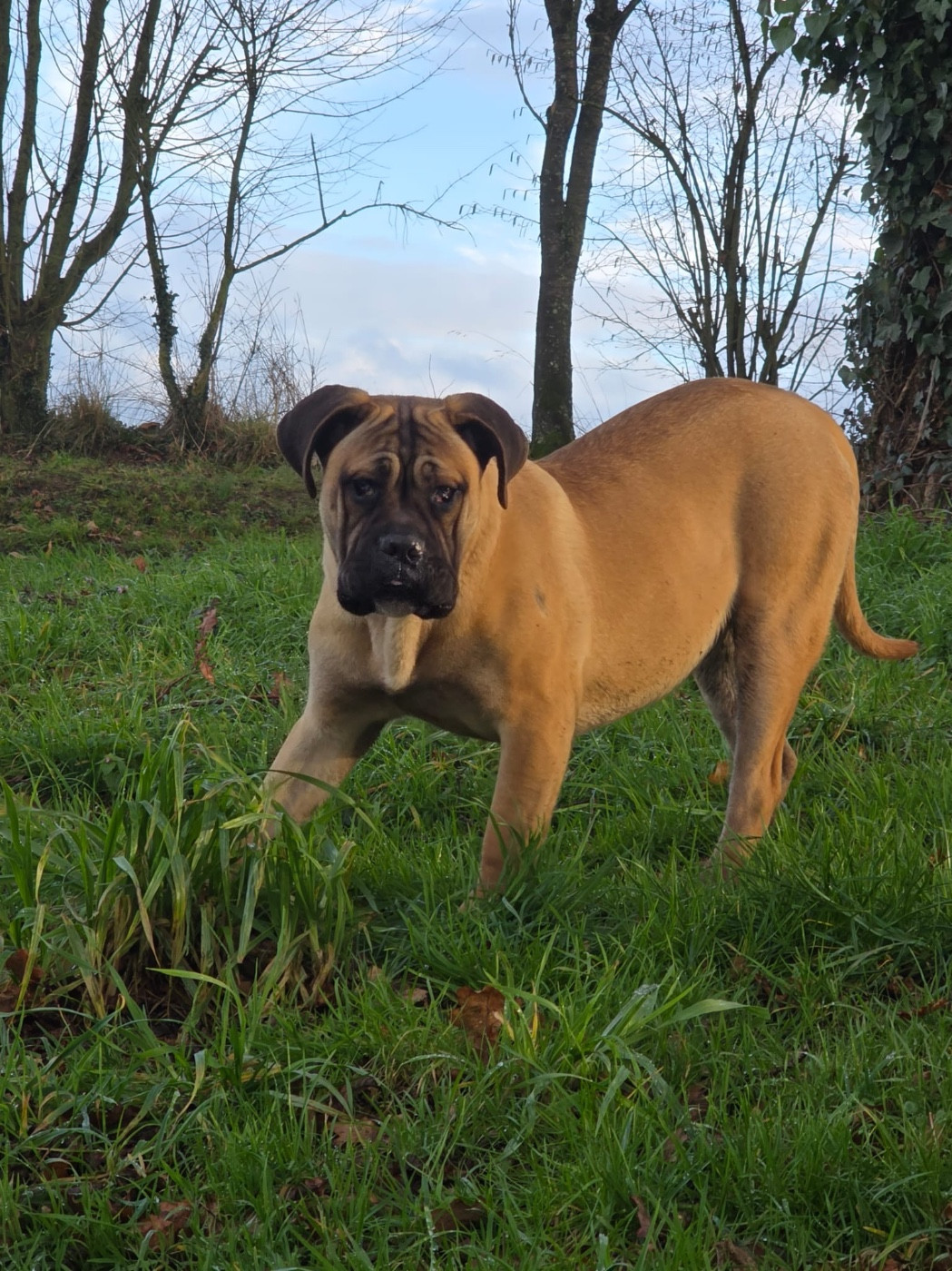 Valma's Signature - Chiots disponibles - Cane Corso