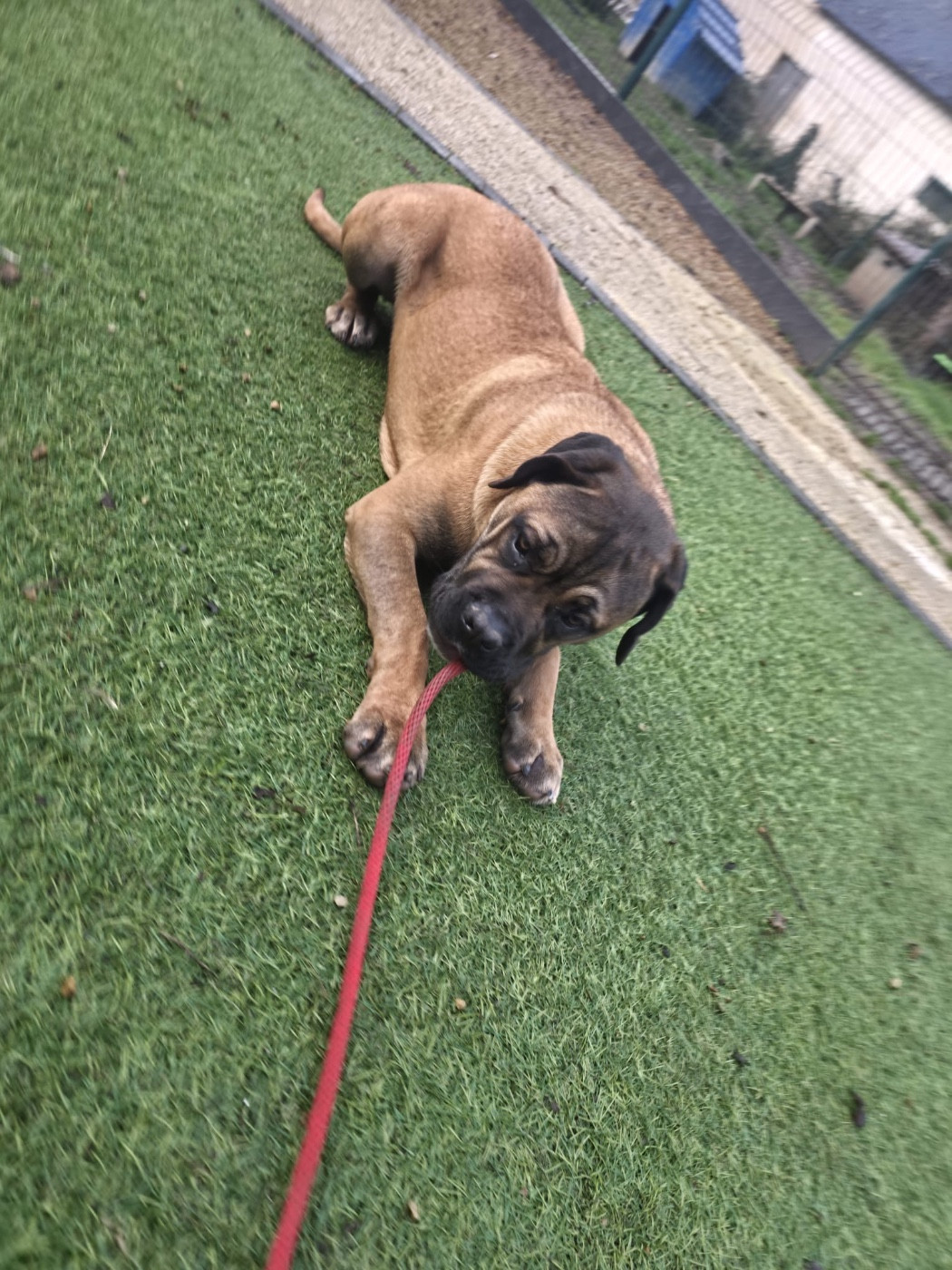 Valma's Signature - Chiots disponibles - Cane Corso