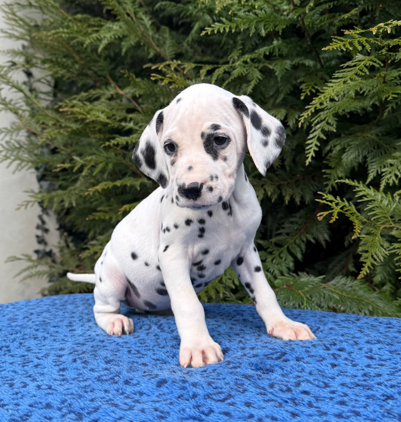 Valma's Signature - Chiots disponibles - Dalmatien