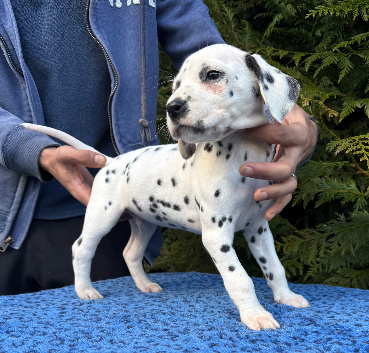 Valma's Signature - Chiots disponibles - Dalmatien