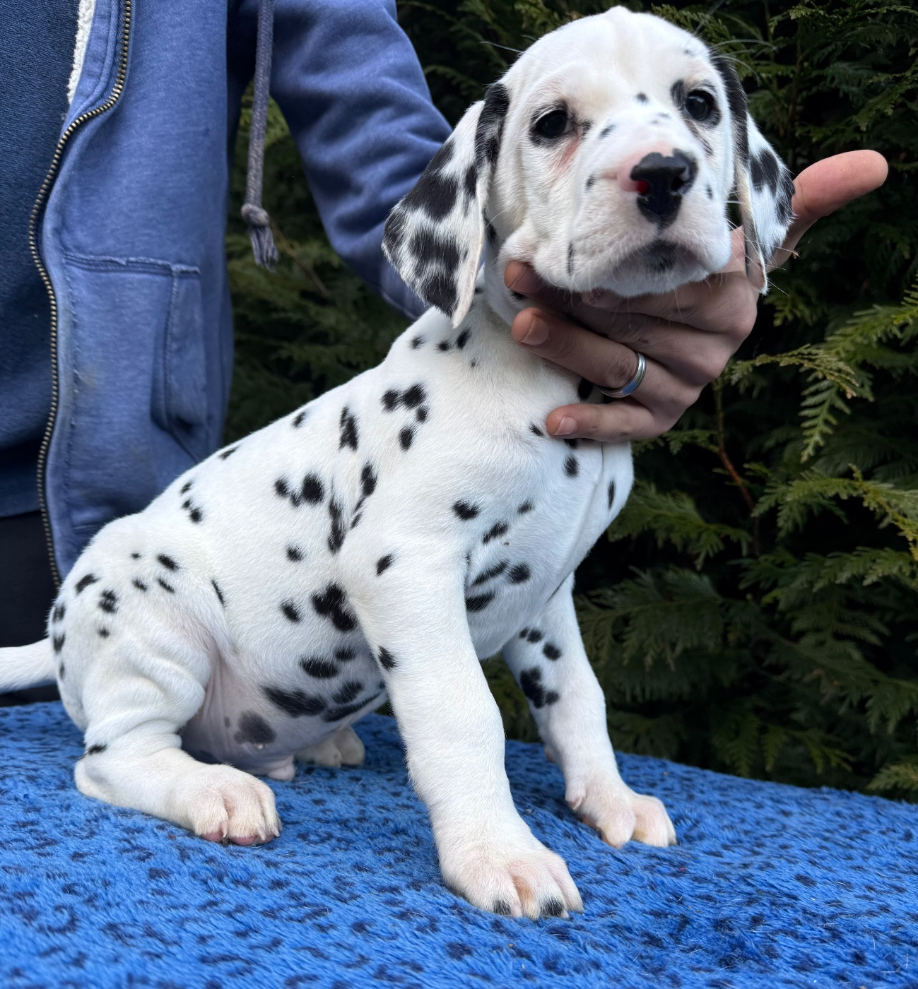 Valma's Signature - Dalmatien - Portée née le 10/12/2025
