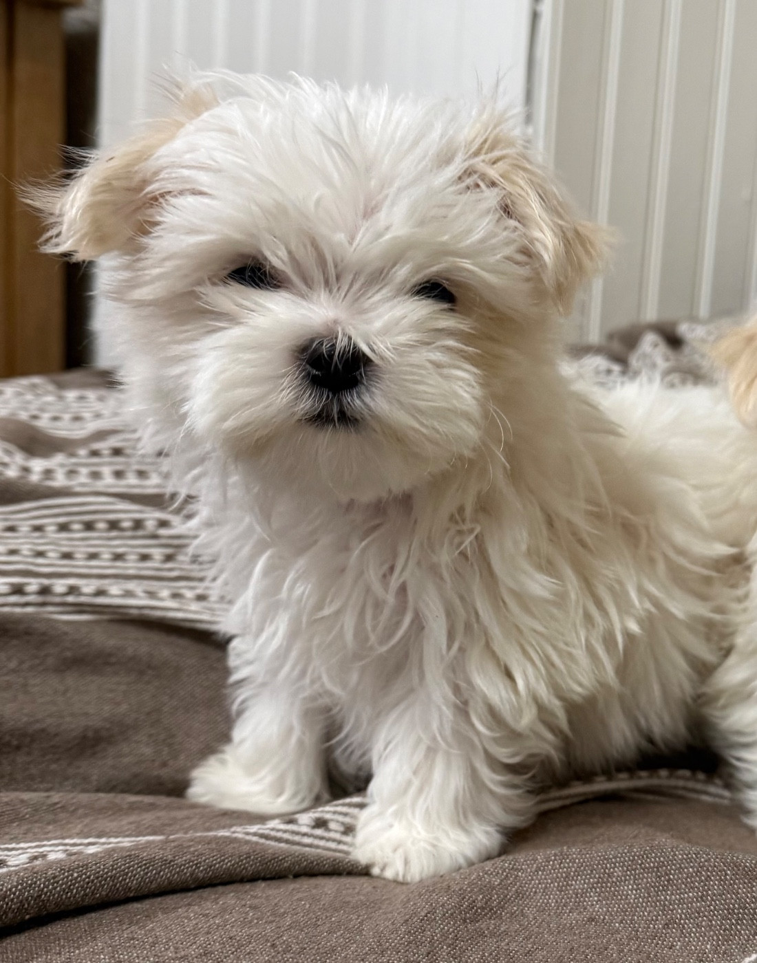 Valma's Signature - Chiots disponibles - Bichon maltais
