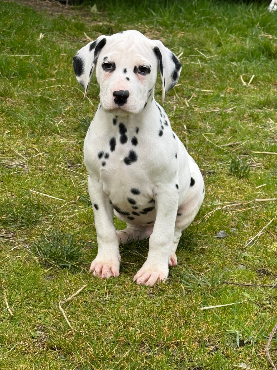 Valma's Signature - Chiots disponibles - Dalmatien