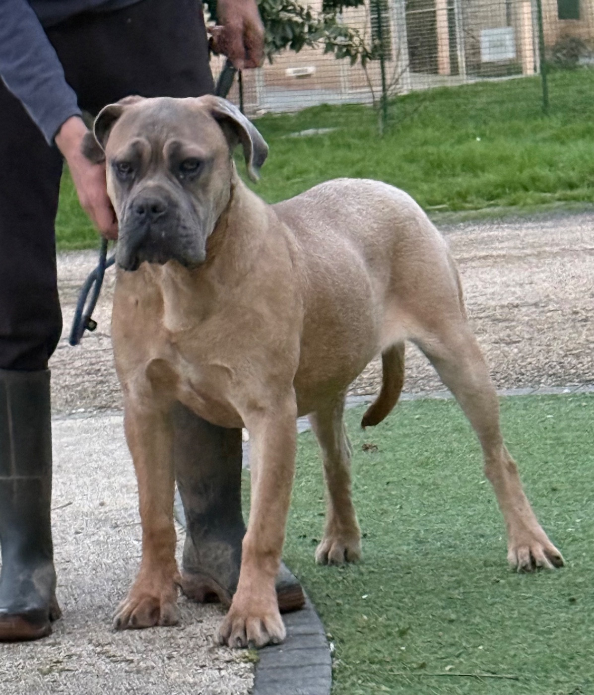 Valma's Signature - Chiots disponibles - Cane Corso