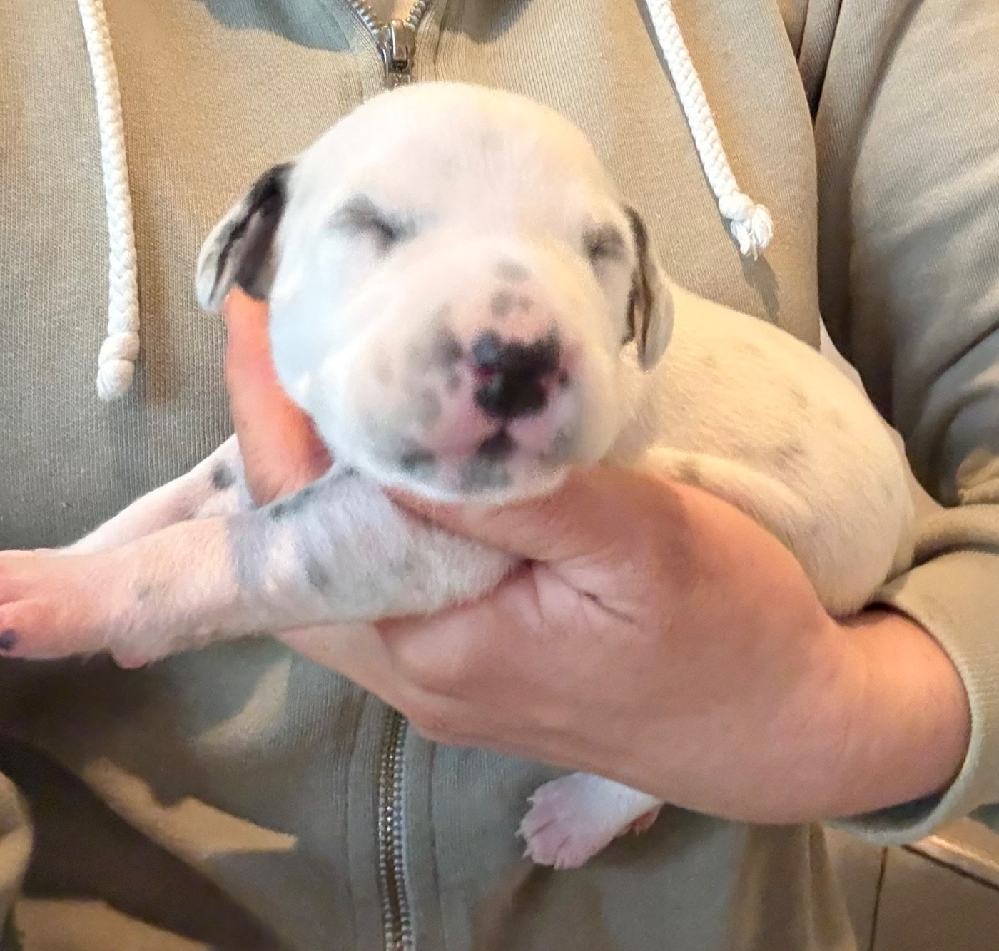 Valma's Signature - Chiots disponibles - Dalmatien