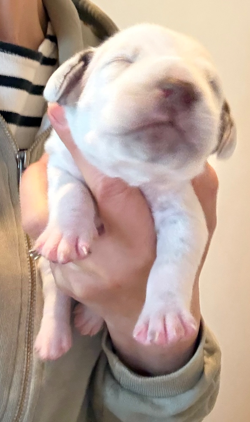 Valma's Signature - Chiots disponibles - Dalmatien