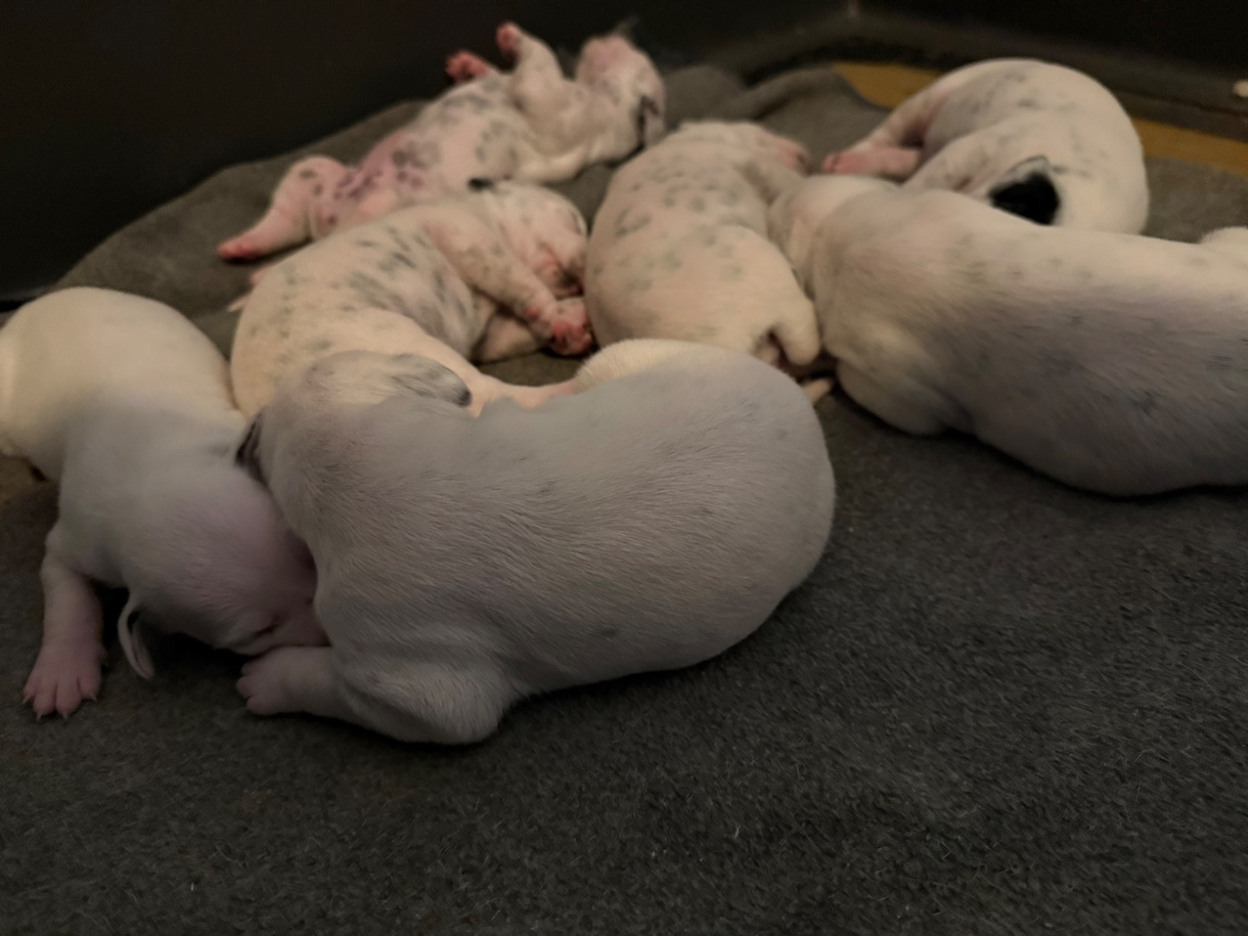 Valma's Signature - Chiots disponibles - Dalmatien