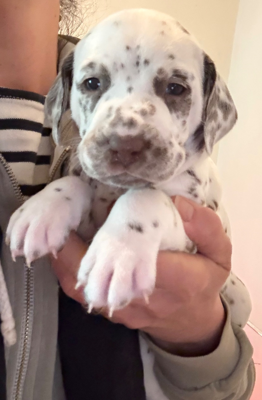 Valma's Signature - Chiots disponibles - Dalmatien