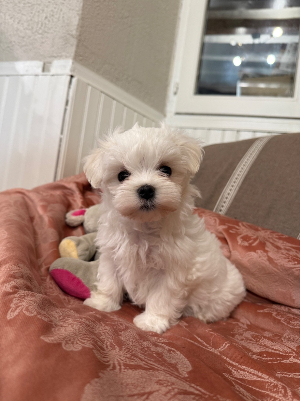 Valma's Signature - Chiots disponibles - Bichon maltais