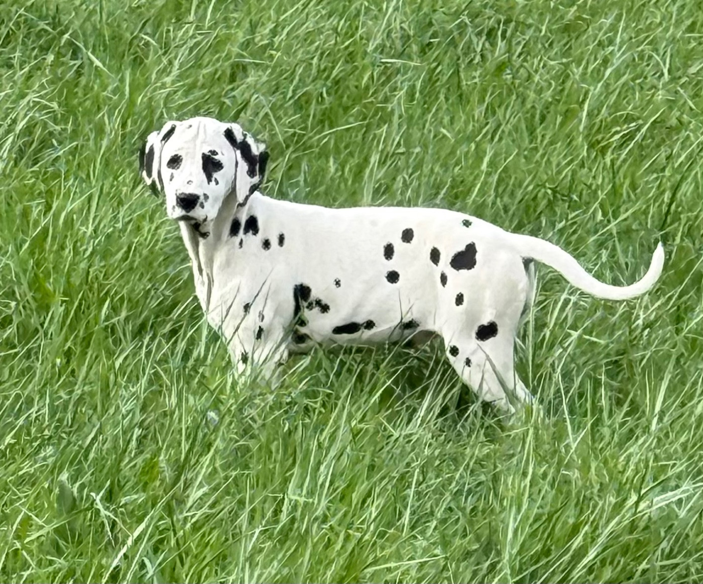 Valma's Signature - Chiots disponibles - Dalmatien