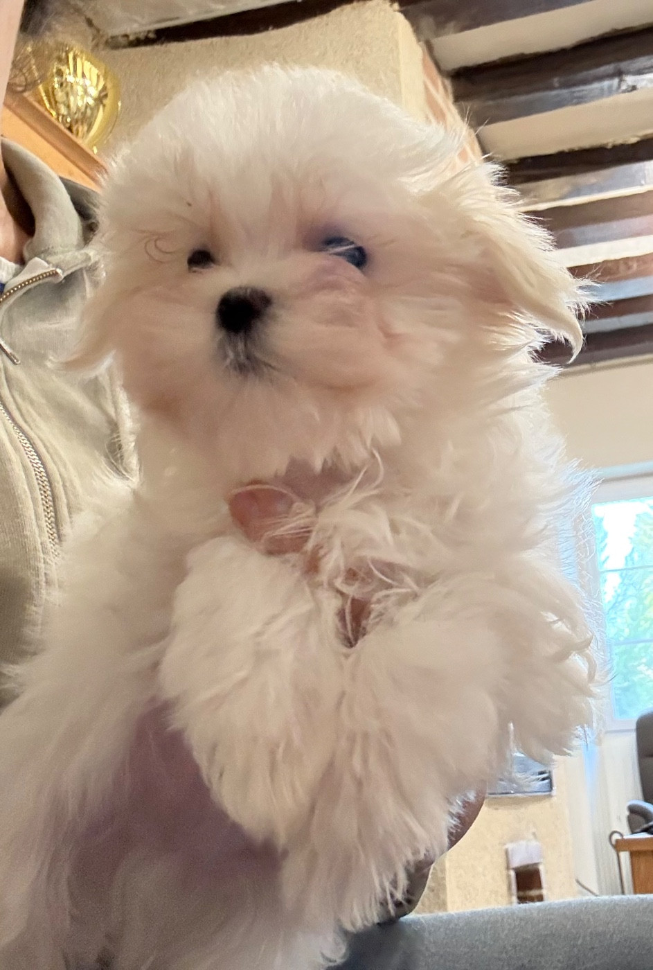 Valma's Signature - Chiots disponibles - Bichon maltais