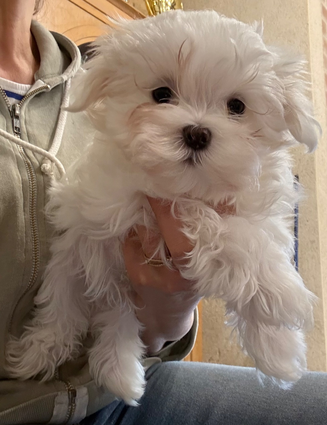 Valma's Signature - Chiots disponibles - Bichon maltais