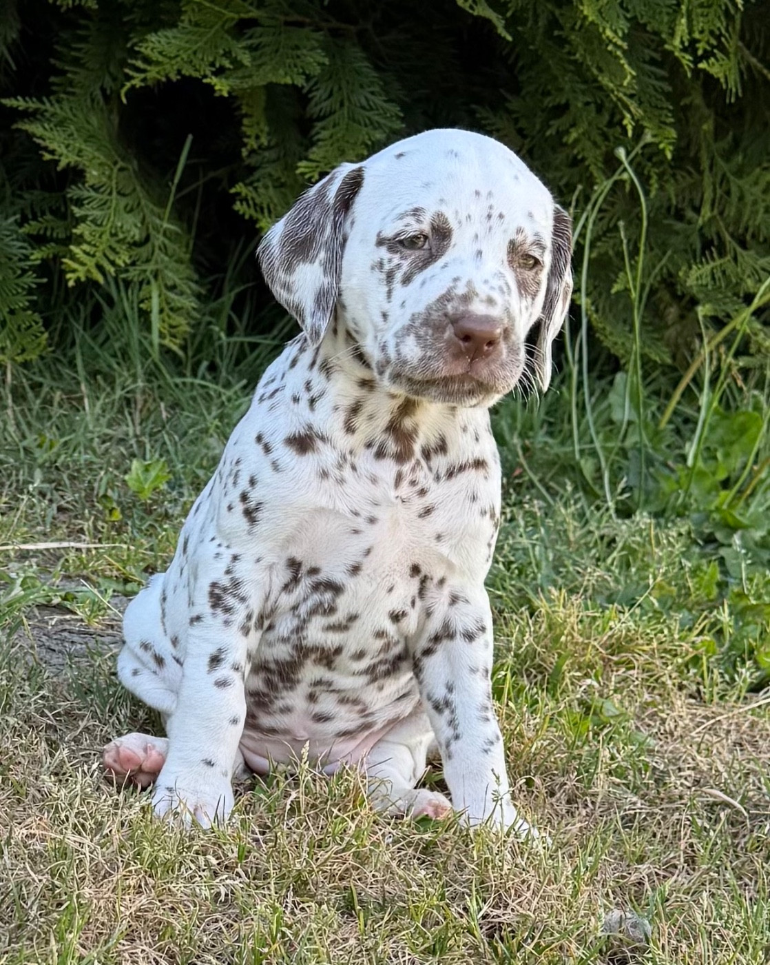 Valma's Signature - Chiots disponibles - Dalmatien