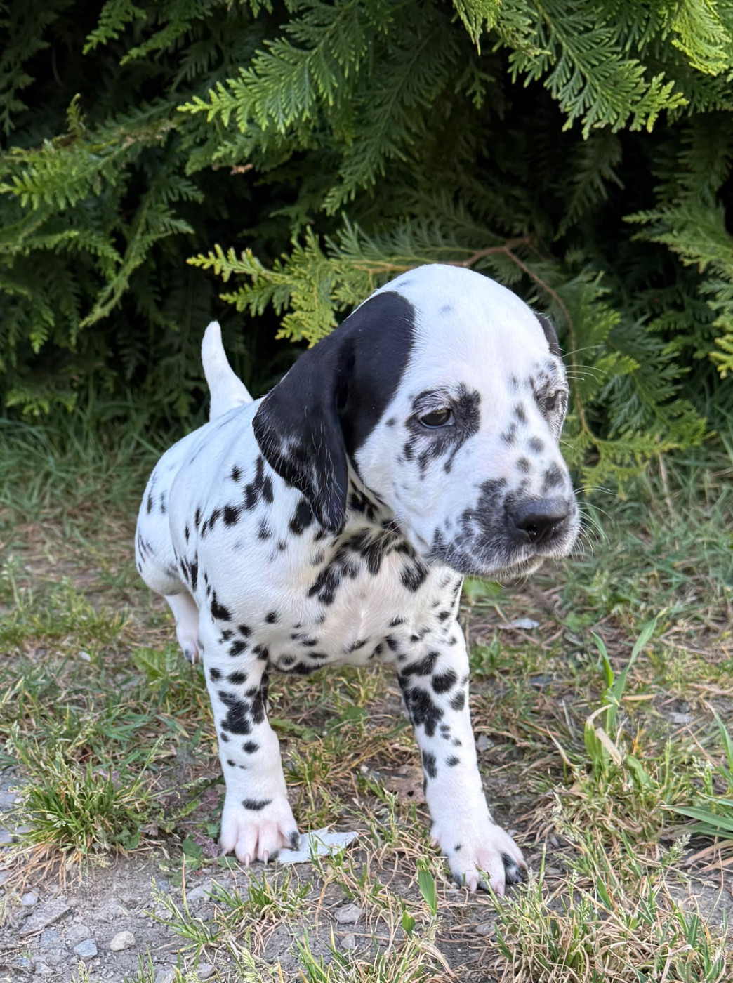 Valma's Signature - Chiots disponibles - Dalmatien