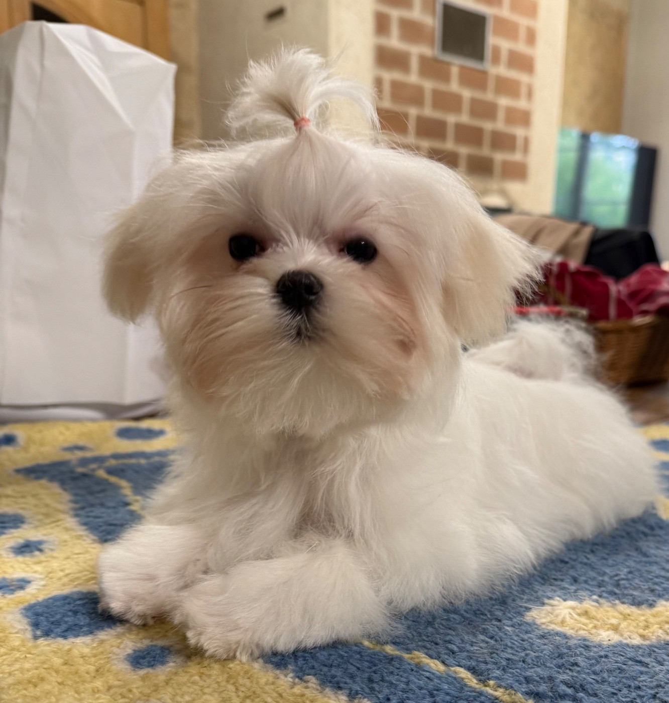 Valma's Signature - Chiots disponibles - Bichon maltais