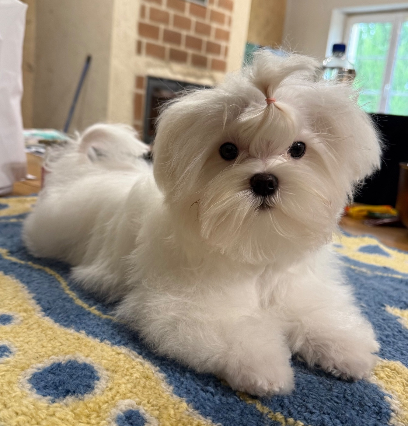 Valma's Signature - Chiots disponibles - Bichon maltais