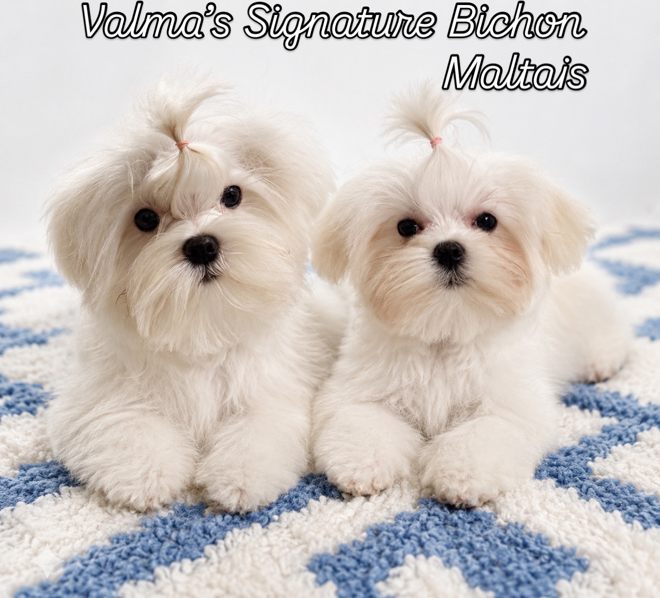 Valma's Signature - Bichon maltais - Portée née le 04/01/2026