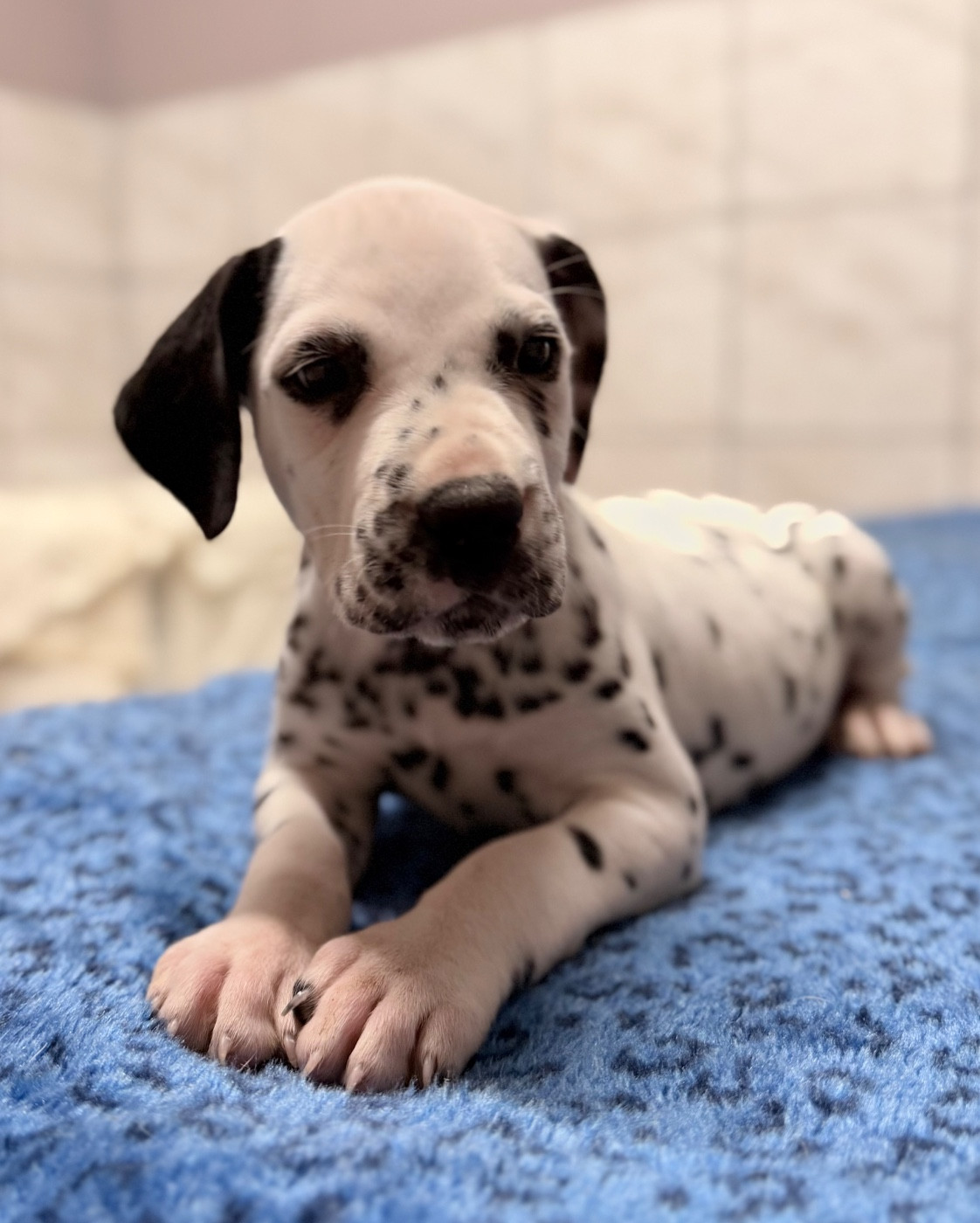 Valma's Signature - Chiots disponibles - Dalmatien
