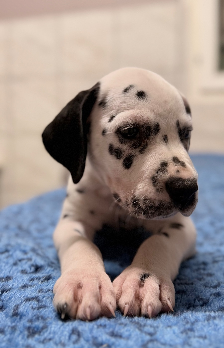 Valma's Signature - Chiots disponibles - Dalmatien