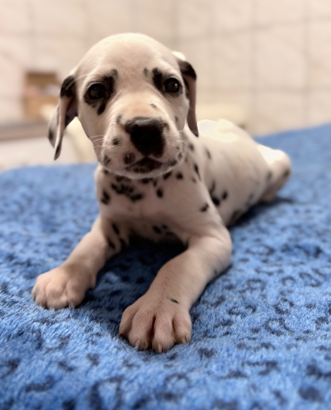Valma's Signature - Chiots disponibles - Dalmatien