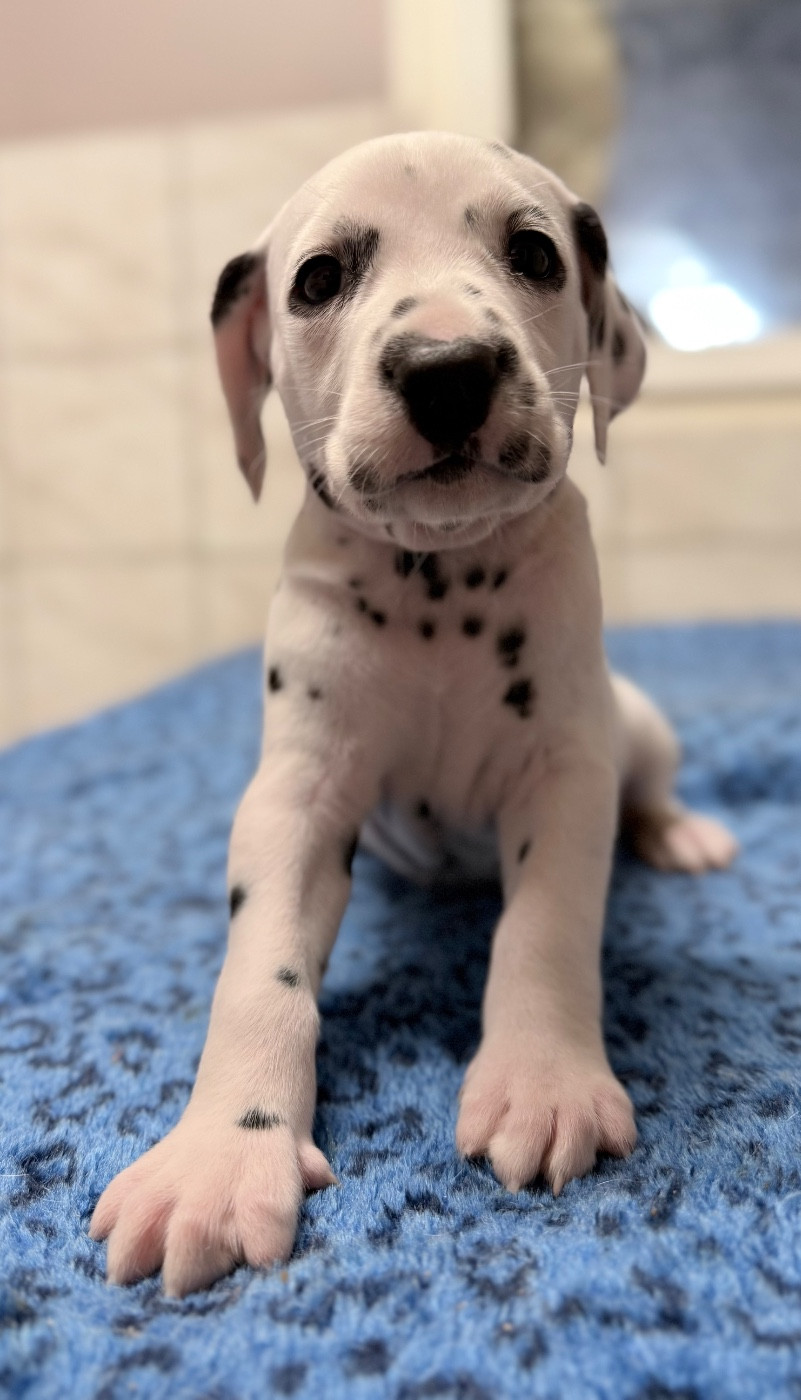 Valma's Signature - Chiots disponibles - Dalmatien