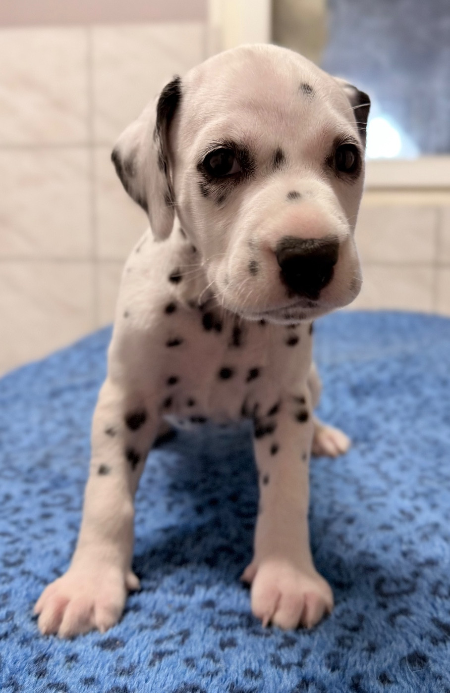 Valma's Signature - Chiots disponibles - Dalmatien