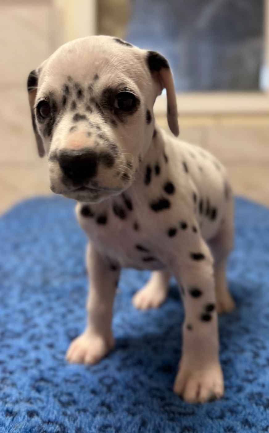 Valma's Signature - Chiots disponibles - Dalmatien
