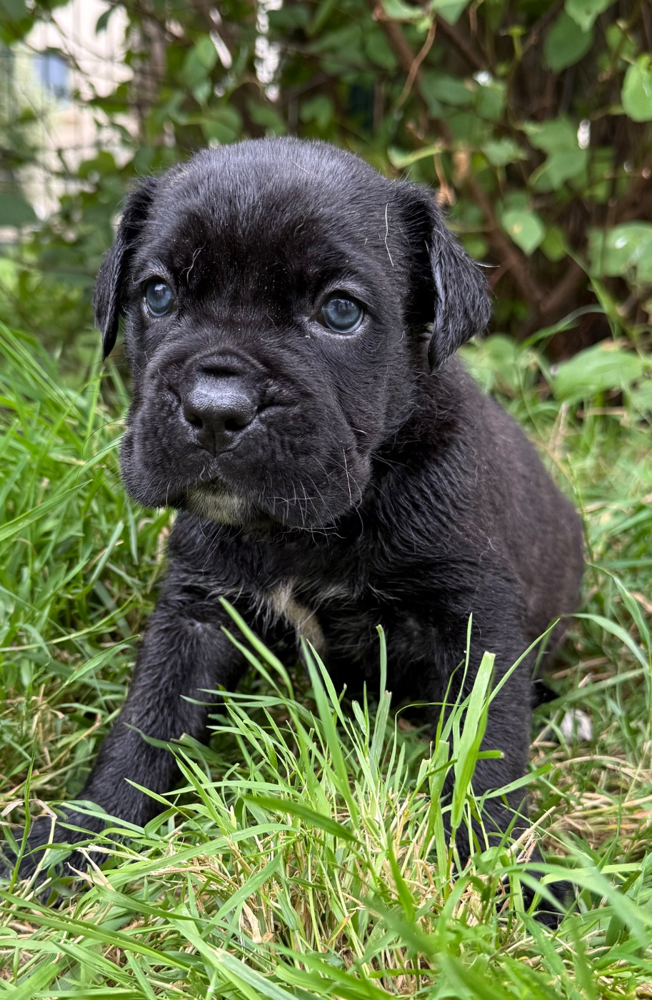 Valma's Signature - Chiots disponibles - Cane Corso