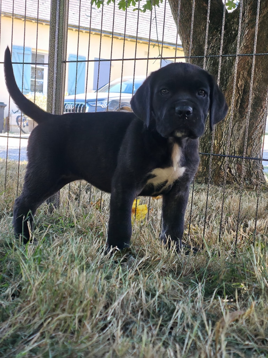 Valma's Signature - Chiots disponibles - Cane Corso