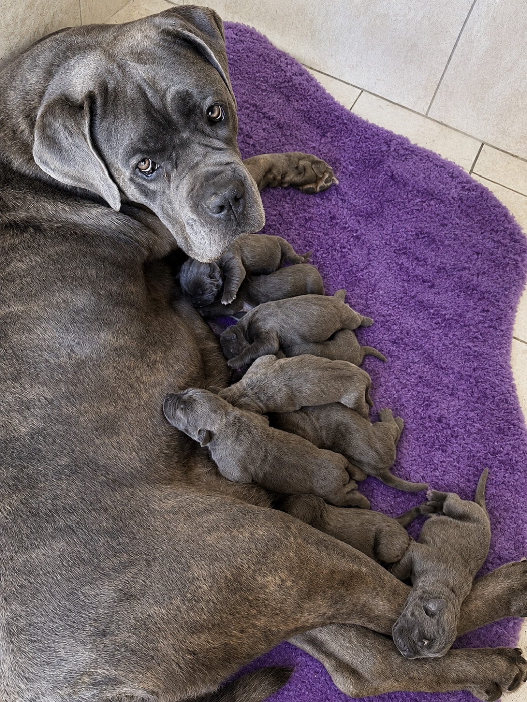 Valma's Signature - Chiots disponibles - Cane Corso