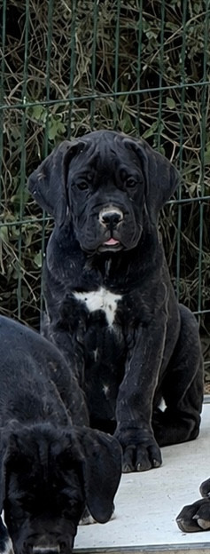Valma's Signature - Chiots disponibles - Cane Corso