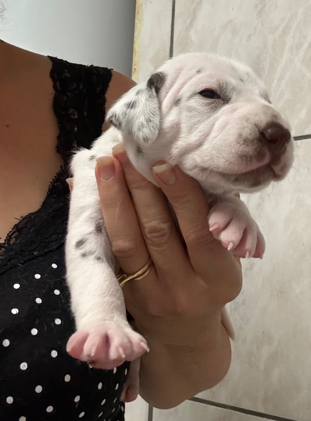 Valma's Signature - Chiots disponibles - Dalmatien
