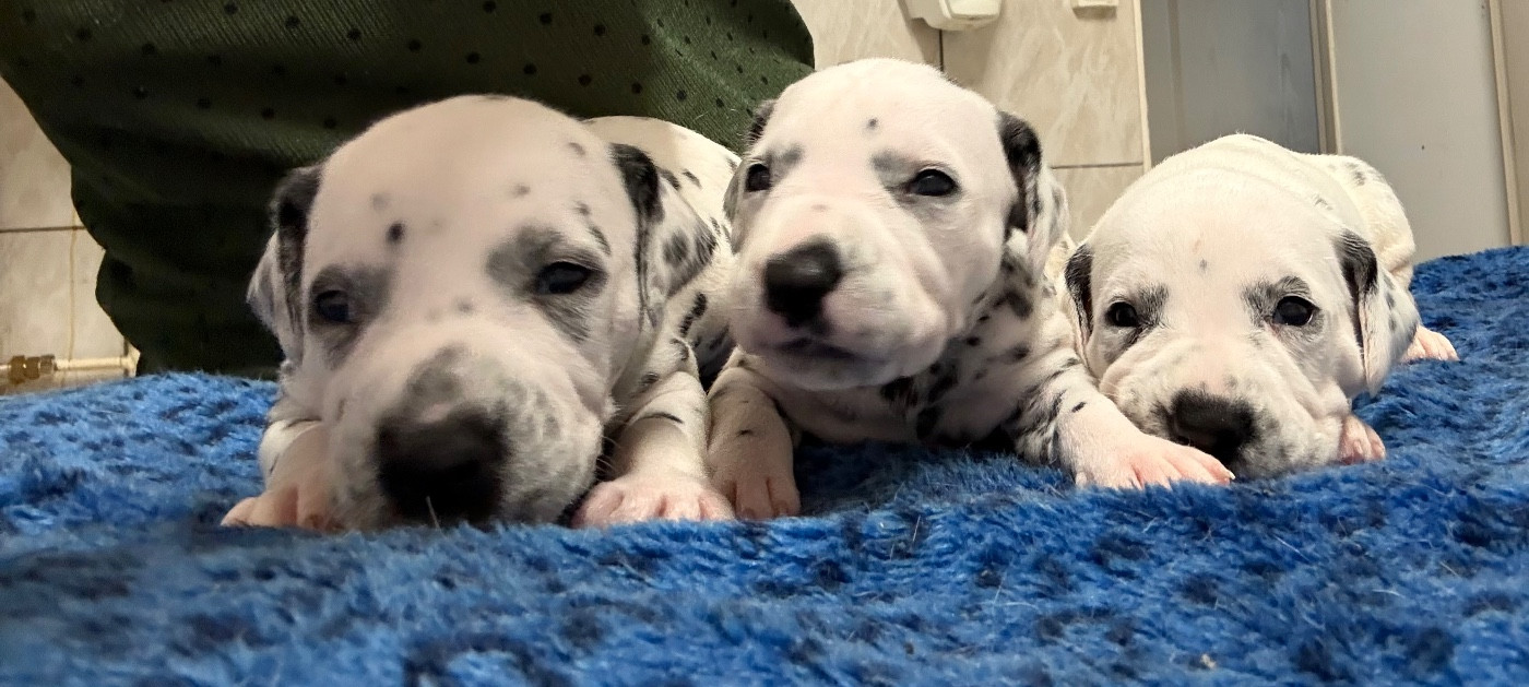 Valma's Signature - Chiots disponibles - Dalmatien