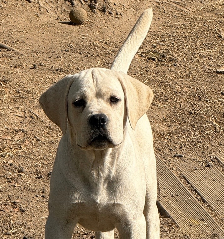 Valma's Signature - Chiots disponibles - Cane Corso