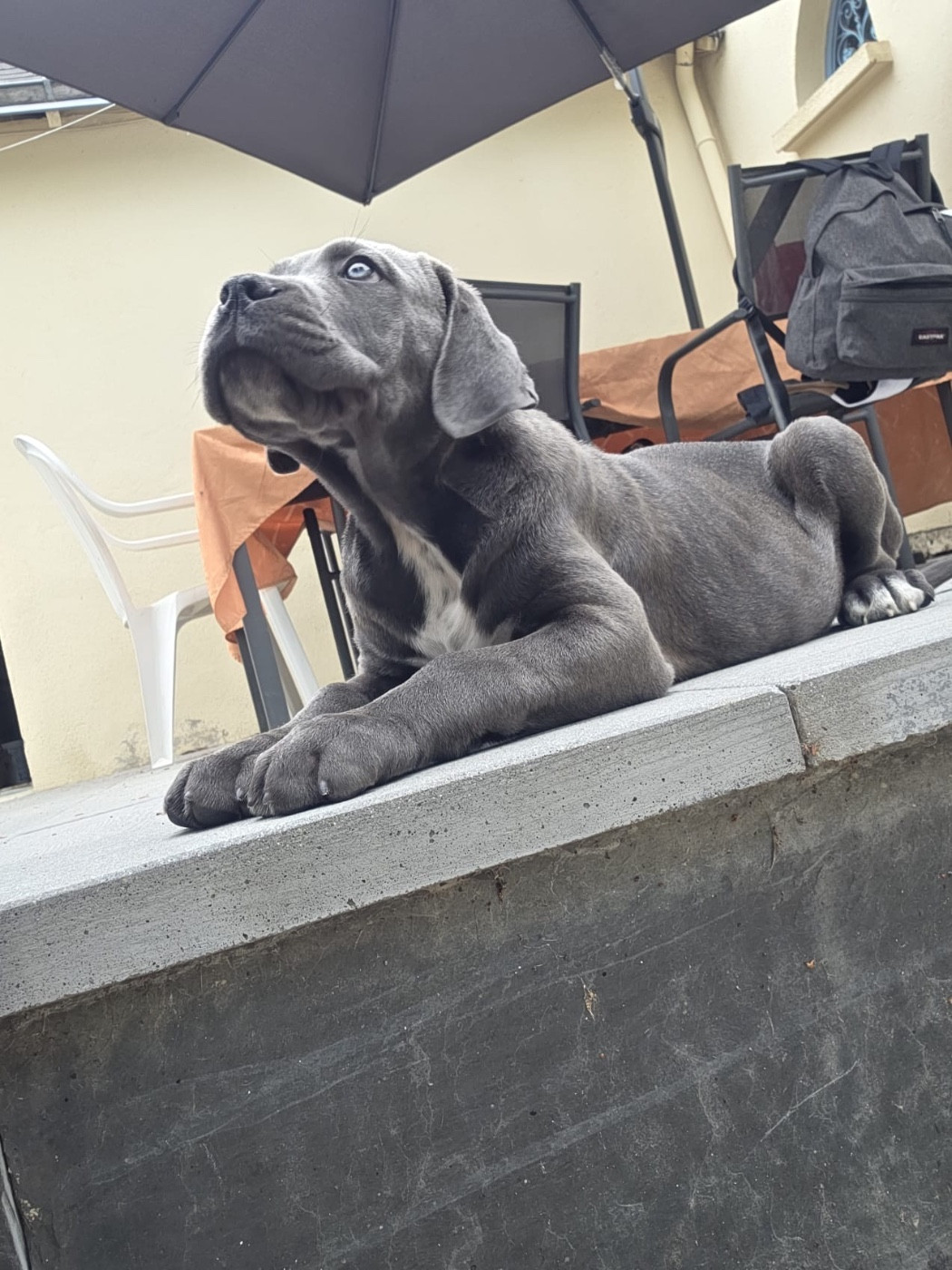 Valma's Signature - Chiots disponibles - Cane Corso