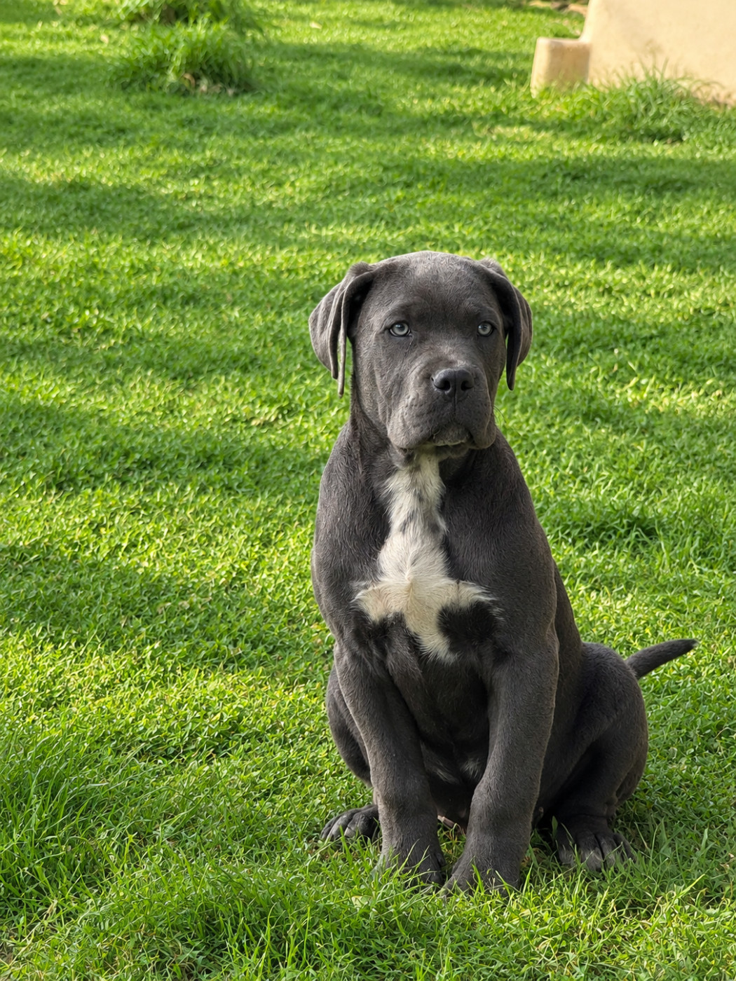Valma's Signature - Chiots disponibles - Cane Corso