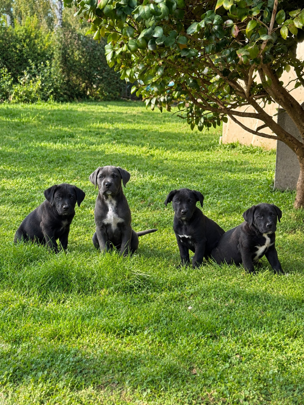 Valma's Signature - Chiots disponibles - Cane Corso