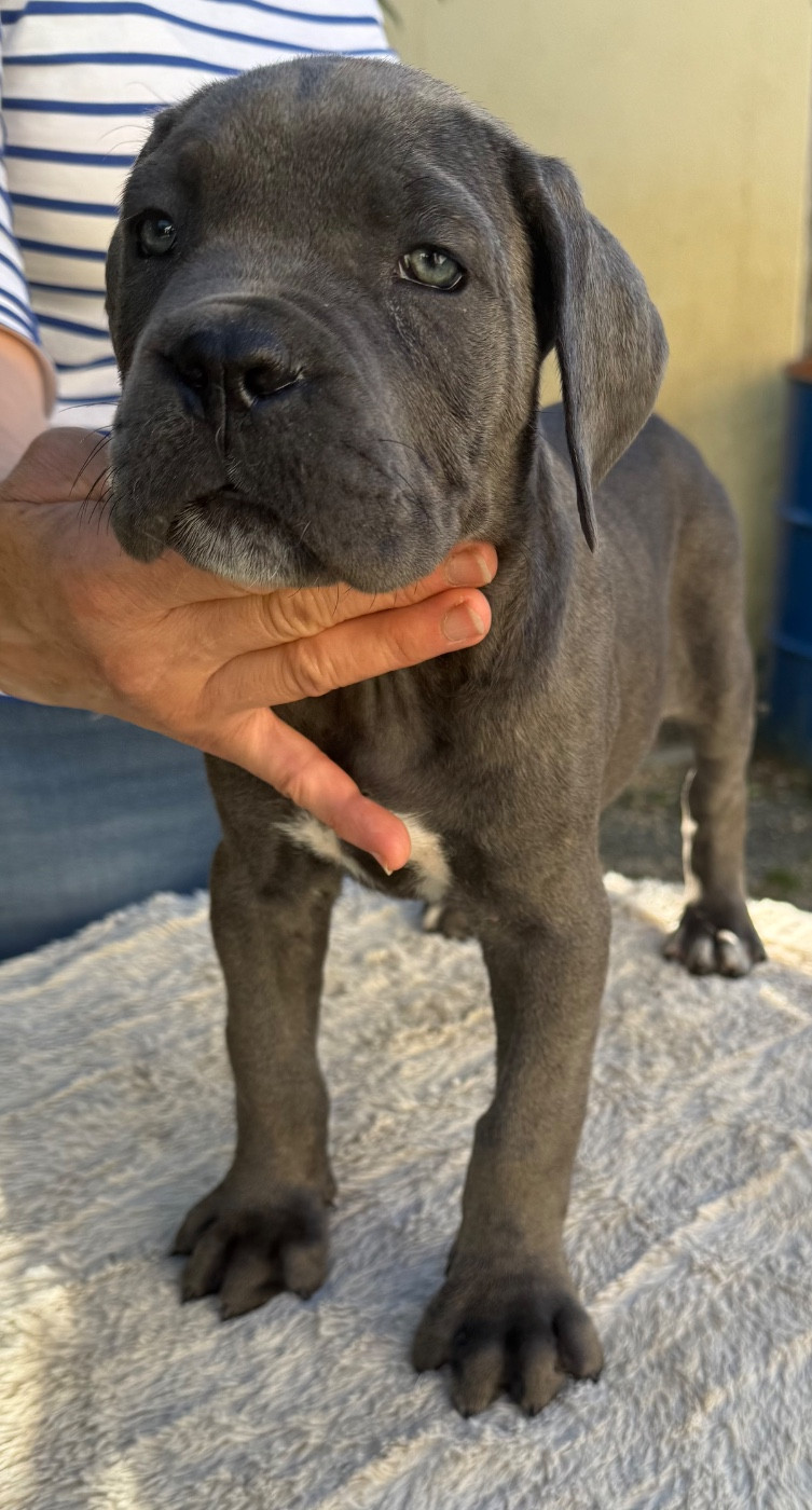 Valma's Signature - Chiots disponibles - Cane Corso