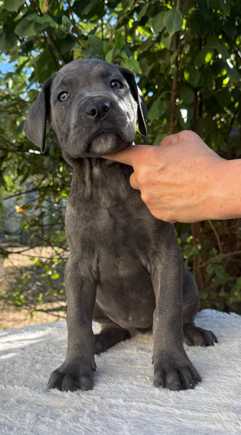 Valma's Signature - Chiots disponibles - Cane Corso