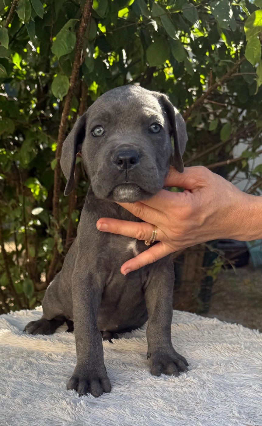 Valma's Signature - Chiots disponibles - Cane Corso