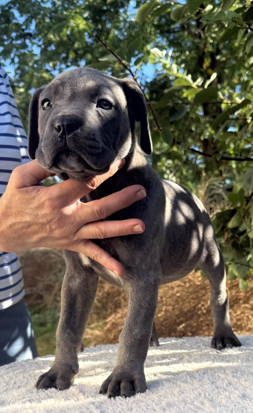 Valma's Signature - Chiots disponibles - Cane Corso