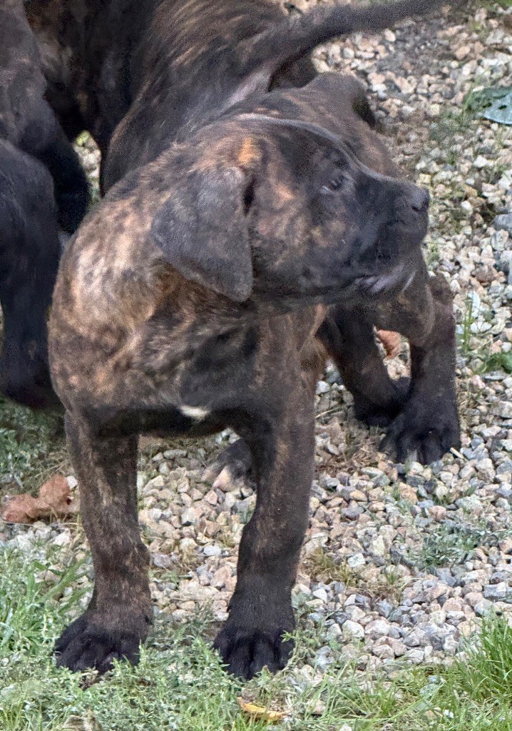 Valma's Signature - Chiots disponibles - Cane Corso