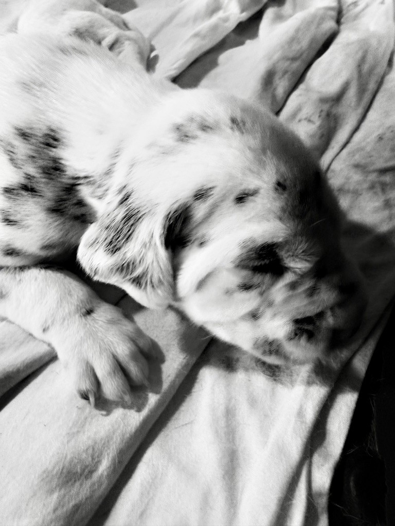 Valma's Signature - Chiots disponibles - Dalmatien